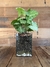 TERRARIO GRECIA L + SYNGONIUM