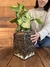 TERRARIO GRECIA L + SYNGONIUM - VENGA VERDE . HOME
