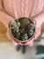 KIT PARA ARMAR TU PROPIO TERRARIO BARCELONA en internet