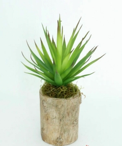 SENECIO MC SIMIL TRONCO MEDIANO