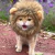 Gorro de Leon para mascotas