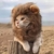 Gorro de Leon para mascotas - comprar online