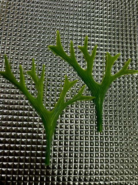 FOLHAGEM FUNDO DO MAR - UNIDADE