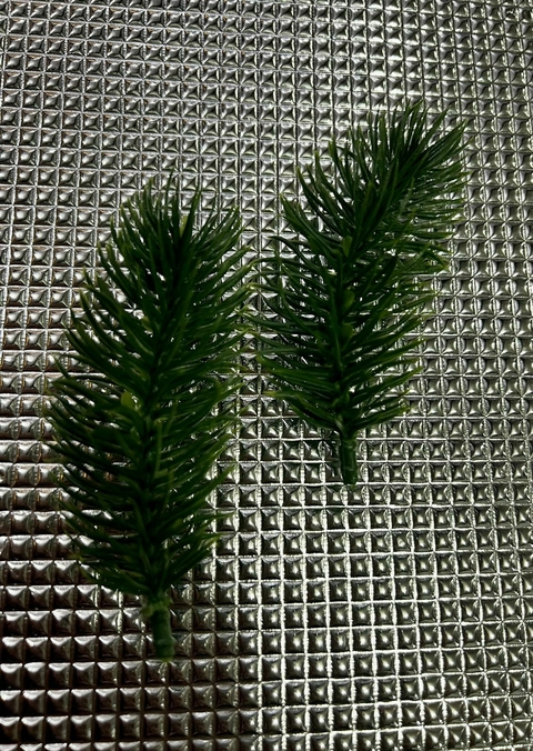 FOLHAGEM PINHEIRO - UNIDADE