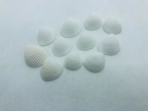 MINI CONCHAS TAMANHOS DIVERSOS - 10 UNIDADES