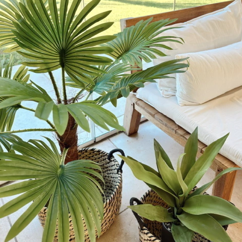 palmera Washingtonia