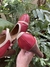 Sapato Bicolor Marni - loja online
