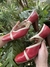 Sapato Bicolor Marni - comprar online