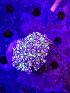 Goniopora sp. (Purple metalic tip Goniopora ) - comprar online