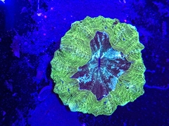 Acantophyllia deshayesiana (Donut Green Metallic) - comprar online