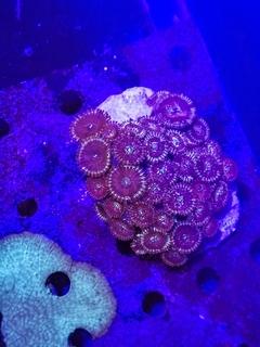 Zooanthus sp. (Zooas MIX Piezas armadas) - comprar online