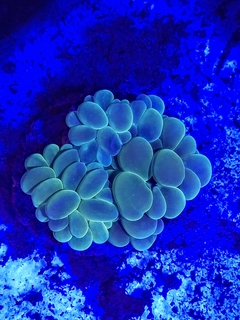 Plerogyra simplex( Green branch Bubble) - comprar online
