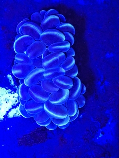 Plerogyra simplex( Blue with white branch Bubble) - comprar online