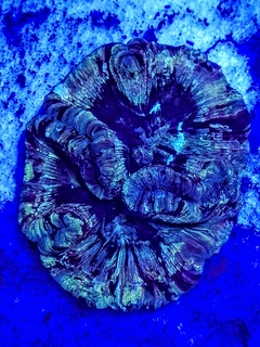 Wellsophyllia sp ( Flat Brain Multicolor) - comprar online