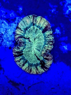 Trachyphyllia geofrogi (Brain cone multicolor) - comprar online