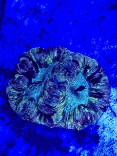 Wellsophyllia sp ( Flat Brain Multicolor) - comprar online