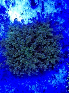 Euphyllia cristata ( Euphyllia Green Grape) Pieza - comprar online