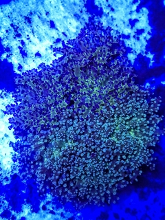 Euphyllia divisa ( Euphyllia Pieza MIX) - comprar online