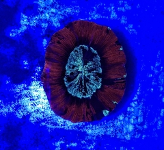 Trachyphyllia geofrogi (Brain cone Bicolor) - comprar online