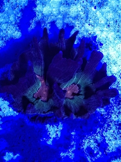 Pectinia lactuca ( Lechuga Multicolor) - comprar online