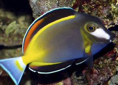 Acanthurus japonicus(Cirujano Japones) - comprar online