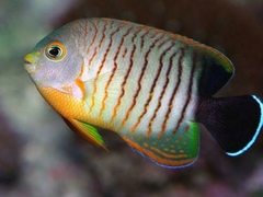 Centropyge eiblii (Angel eiblii)