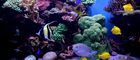 Carrusel Acuario Marino Deep Reef