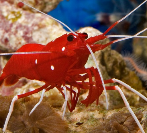 OTROS INVERTEBRADOS