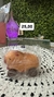 Squishy Capivara - comprar online