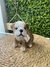 Cachorro Bulldog Baby