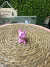 Mini Cachorro Rosa