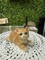 Estatueta Gato G - comprar online