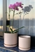 cachepots rosé com friso dourado