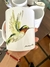 Serie Colibri 5