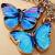Pulsera Monarca azul - tienda online