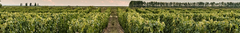 Banner de la categoría Pinot Noir