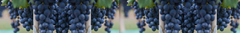 Banner de la categoría Malbec