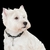 KIT AMIGO PERRUNO - comprar online