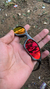 penny x metal lentes Dark ruby - comprar online