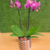 Arranjo mini orquídea Phalaenopsis natural rosa - comprar online