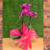 Arranjo orquídea rosa Phalaenopsis natural - comprar online