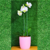 Arranjo de orquídea branca Phalaenopsis vaso cerâmica rosa na internet