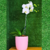 Arranjo de orquídea branca Phalaenopsis vaso cerâmica rosa - comprar online