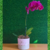 Arranjo orquídea pink Phalaenopsis natural na internet