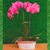 Arranjo de orquídea natural Phalaenopsis rosa - loja online
