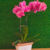 Arranjo de orquídea natural Phalaenopsis rosa - Darc Flores e Arranjos Artificiais