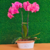 Arranjo de orquídea natural Phalaenopsis rosa na internet