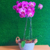Arranjo vaso metal 2 orquídeas lilás Phalaenopsis natural na internet