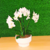 Arranjo com 2 mini orquídeas Phalaenopsis brancas - Darc Flores e Arranjos Artificiais