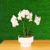 Arranjo com 2 mini orquídeas Phalaenopsis brancas na internet